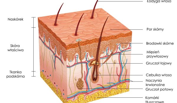 Skóra - budowa włosa i histologia Skóra - budowa włosa i histologia